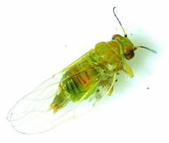 Gyropsylla ilecis