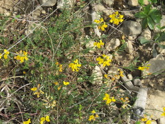 Hippocrepis