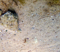 Stigmatopora nigra