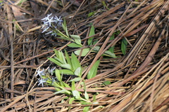 Amsonia repens