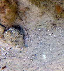 Stigmatopora nigra