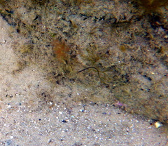 Stigmatopora nigra
