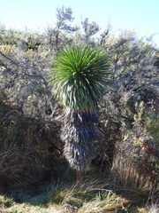 Argyroxiphium grayanum