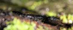 Plethodon jacksoni