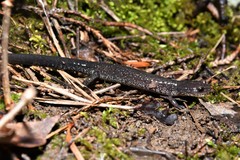 Plethodon jacksoni