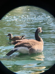 Branta canadensis