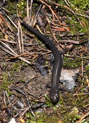 Plethodon jacksoni