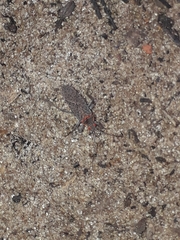 Jadera coturnix
