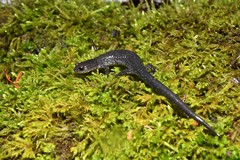 Plethodon jacksoni