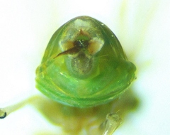Gyropsylla ilecis