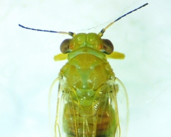 Gyropsylla ilecis