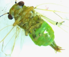 Gyropsylla ilecis