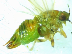Gyropsylla ilecis