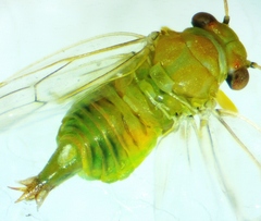 Gyropsylla ilecis
