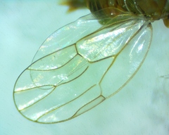 Gyropsylla ilecis