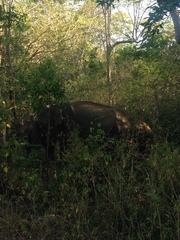 Elephas maximus maximus