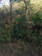 Elephas maximus maximus