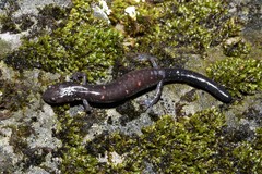 Plethodon jacksoni