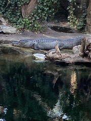 Alligator