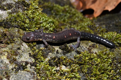 Blacksburg Salamander