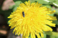 Acmaeodera tubulus