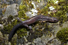 Plethodon jacksoni