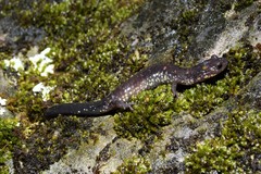 Plethodon jacksoni