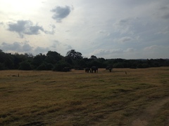 Elephas maximus maximus