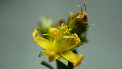 Hypericum mexicanum