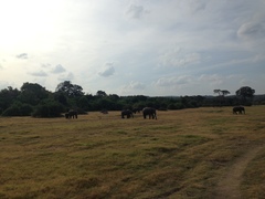 Elephas maximus maximus