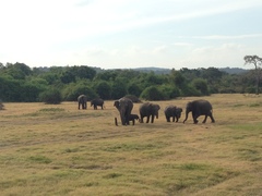 Elephas maximus maximus