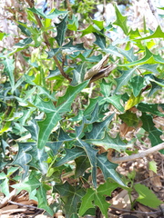 Berberis trifoliolata