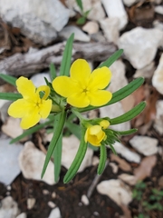 Lithospermum mirabile