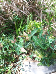 Berberis trifoliolata