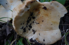 Russula cascadensis