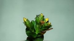 Hypericum mexicanum