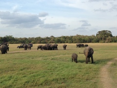 Elephas maximus maximus