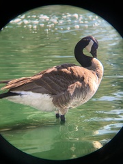 Branta canadensis