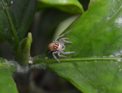 Chira gounellei