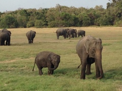 Elephas maximus maximus