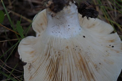 Russula cascadensis