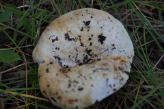 Russula cascadensis