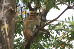 Macaca sinica