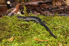 Plethodon jacksoni