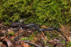 Plethodon jacksoni