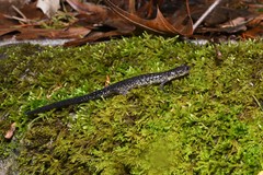 Plethodon jacksoni