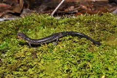 Plethodon jacksoni