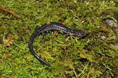 Plethodon jacksoni