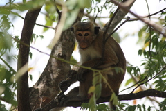 Macaca sinica