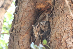 Otus bakkamoena
